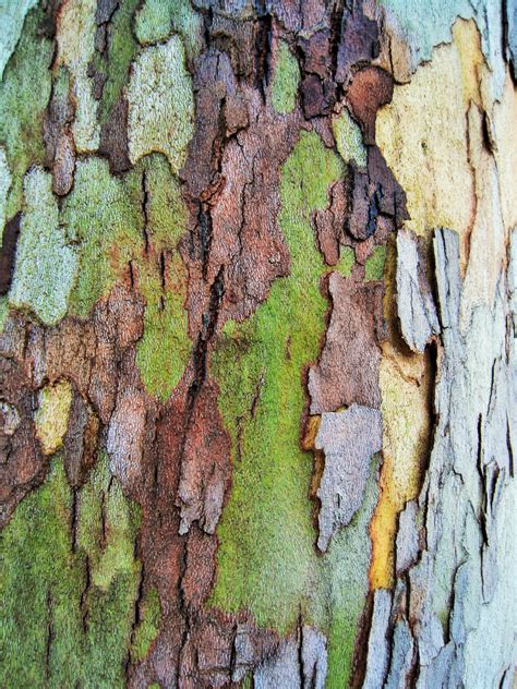 Fotos gratis árbol rama crecimiento textura hoja otoño flor el