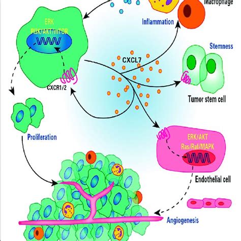 CXCL7 CXCR1 2 Signal Transduction Pathway CXCL7 Binds To CXCR1 2