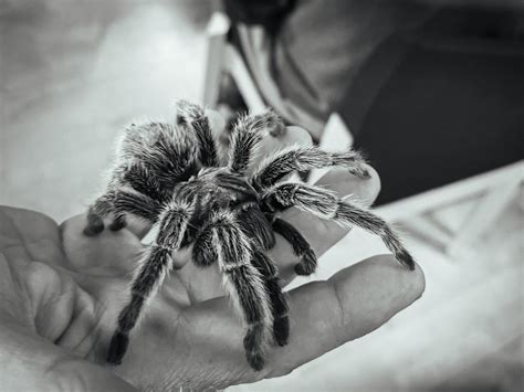 Tarantula RHelena Blipfoto