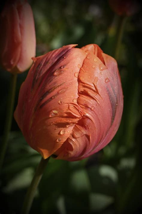 A Close Up Of A Tulip With Water Droplets On It Stock Photo At