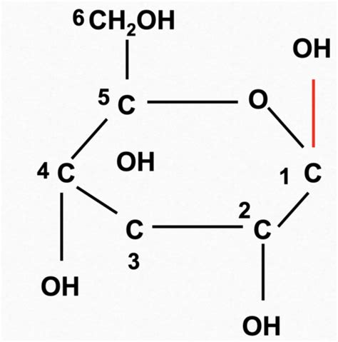 Carbohydrates Flashcards Quizlet