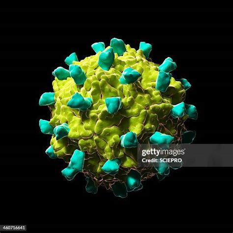 68 Coxsackie Virus Stock Photos, High-Res Pictures, and Images - Getty ...