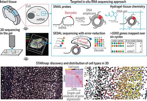 Three Dimensional Intact Tissue Sequencing Of Single Cell Transcriptional States Science