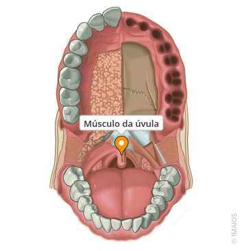 Úvula Encostando Na Língua - Músculo da úvula - e-Anatomy - IMAIOS