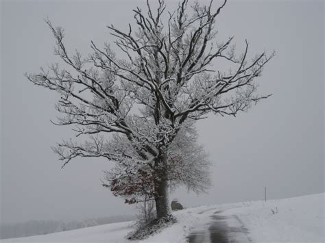 Fotos Gratis Rbol Rama En Blanco Y Negro Planta Niebla Escarcha