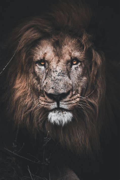 Lion Wallpapers Free Hd Download 500 Hq Unsplash