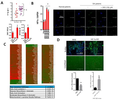 Hif 1α Might Regulate The Crat Mir 144 3p Axis A The Hif 1α Download Scientific Diagram