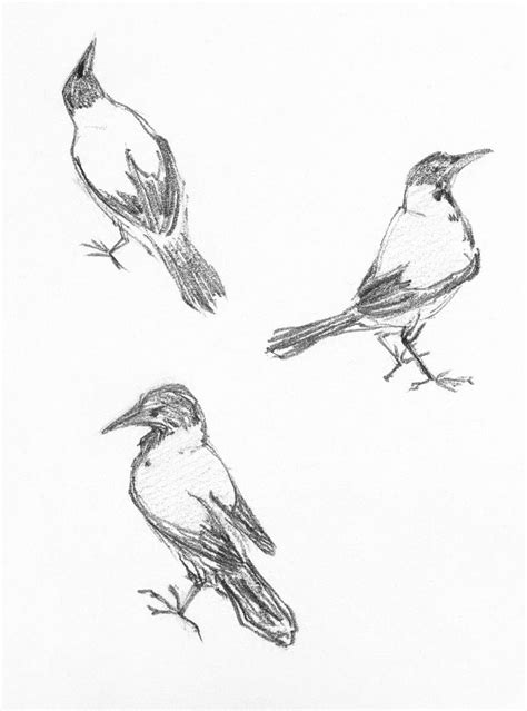 Three sketches of a crow | Free Photo Illustration - rawpixel