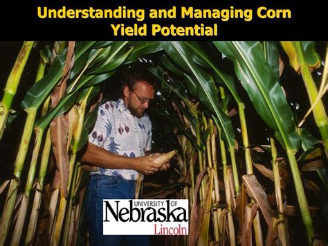 Ppt Understanding And Managing Corn Yield Potential Powerpoint Presentation Id 6152648