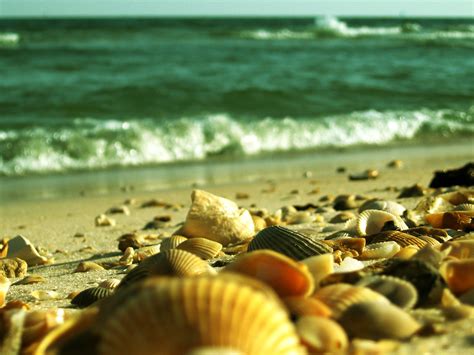 Dauphin Island Shells Along The Beach In Dauphin Island A Flickr