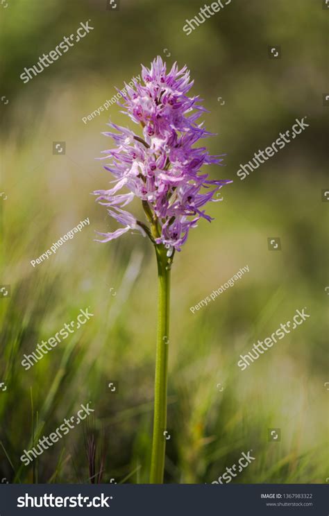 Naked Man Orchid Orchis Italica Andalusia Stock Photo 1367983322 Shutterstock