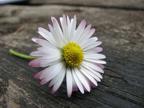 mach dich ärgerlich Gegenteil schweizerisch gänseblümchen blüten tee