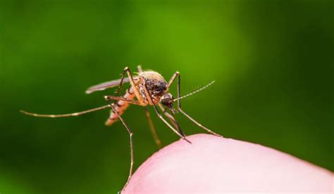 Dengue fever, Causes, diagnosis and treatment - Wellnessbeam