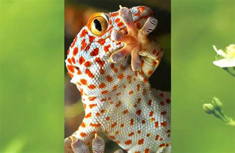 Tokay Gecko Description Habitat Image Diet And Interesting Facts