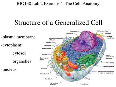 Ppt Structure Of A Generalized Cell Powerpoint Presentation Free