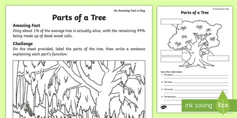 Parts Of A Tree Identify And Explain Worksheet Twinkl