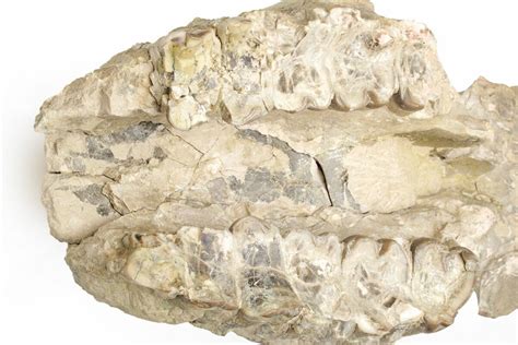 15.4" Fossil Running Rhino (Subhyracodon) Partial Skull - Wyoming ...