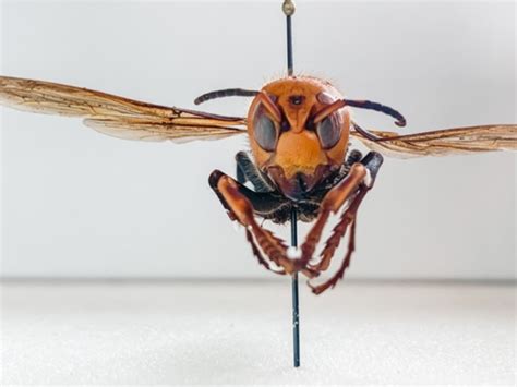 This Hornet has a New Name! – Invasive Species Centre