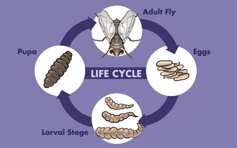 What Are Maggots And How To Get Rid Of Them Dengarden