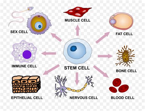 Stem Cell Differentiation Stem Cells Emojiemoji Sex Meanings Free