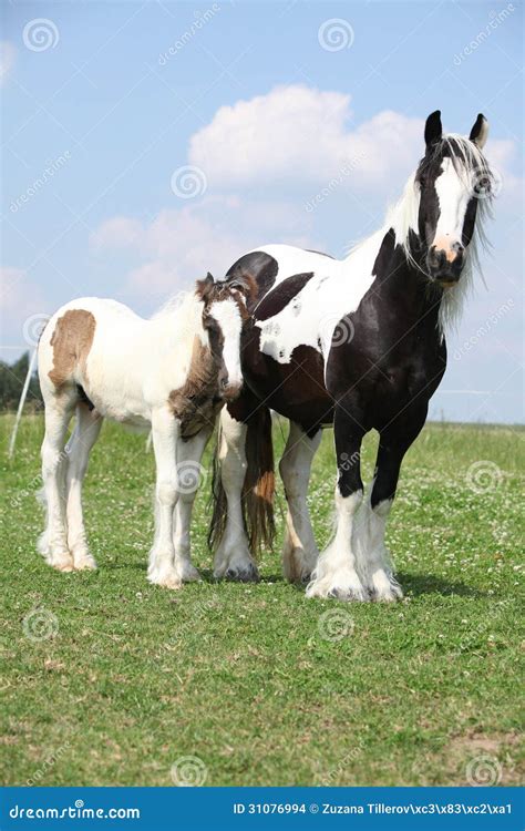 Nice Irish Cob Mare With Foal Stock Photo Image Of Color Stand 31076994