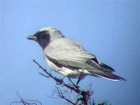 Black Faced Cuckoo Shrike