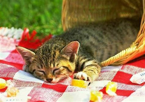 Кошки в лукошке