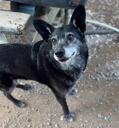 Canil da Aroeira Associação Os Amigos dos Animais