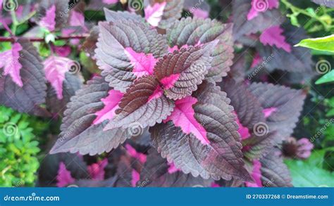 Purple Leaves Pink Leaves Plant Closeup Wild Plants Stock Photo Image