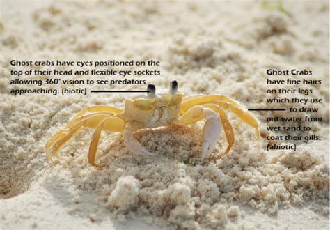 Ghost Crab Behavior