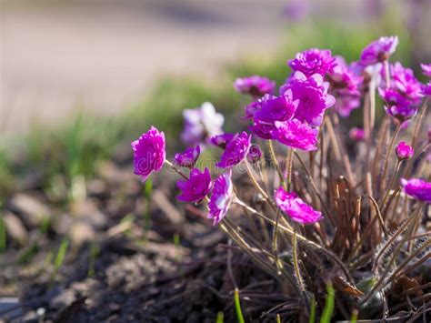 Perennial Primrose Or Primula In The Spring Garden Spring Primroses