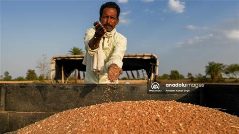 Wheat harvesting in India - Anadolu Ajansı