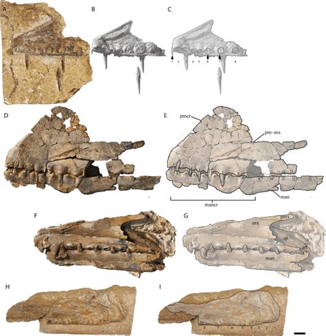 Most complete pterosaur fossil reveals brand-new species of flying dinosaur