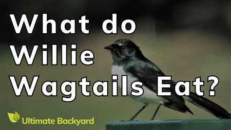 What Do Willie Wagtails Eat Youtube