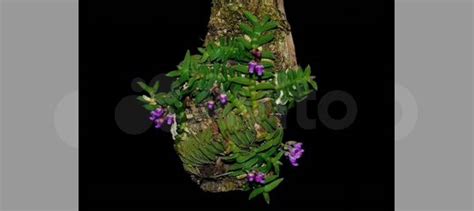 Мини-микро орхидея Schoenorchis scolopendria купить в Москве с ...