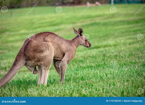 Kangaroos and Wallabies at the Santuary, Queensland, Australia Stock ...