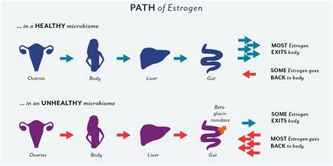 Gut health and Oestrogen | Sally Pattison