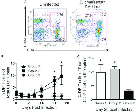 Canine Cd4 Cd8 Double Positive Dp T Cells Expand In The