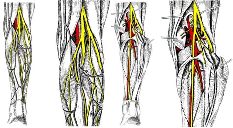 8 2 Regio Cruris Posterior Diagram Quizlet