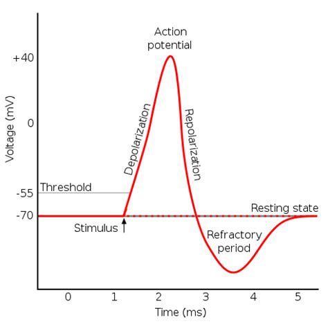 Diagram Quizlet