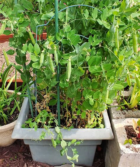 Growing Peas In A Planter