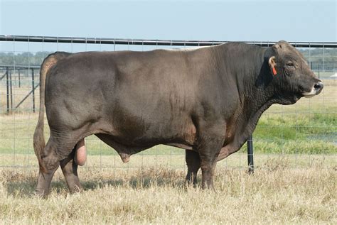 Glb Polled Vision Et Bovine Elite Llc