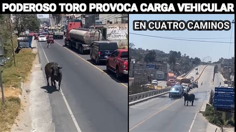 Poderoso Toro Provoca Carga Vehicular En Cuatro Caminos Totonicap N