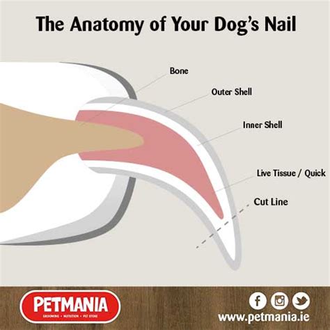 How Do I Cut My Dogs Nails • Nail Trim • Petmania Grooming Studios