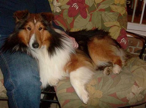 Illinois Sheltie Rescue Dog Friends Sheltie Cute Animals