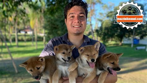 50 SHIBA INU NINHADAS MAR 2020 BRA MAZZINI KENNEL YouTube