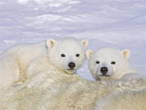 JONAH WOLF: Cute Polar Bear Babies Cuddling in the snow!