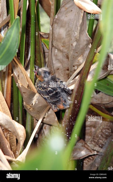 Red-winged Blackbird nest Stock Photo - Alamy