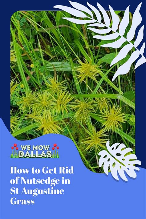 How To Get Rid Of Nutsedge In St Augustine Grass St Augustine Grass