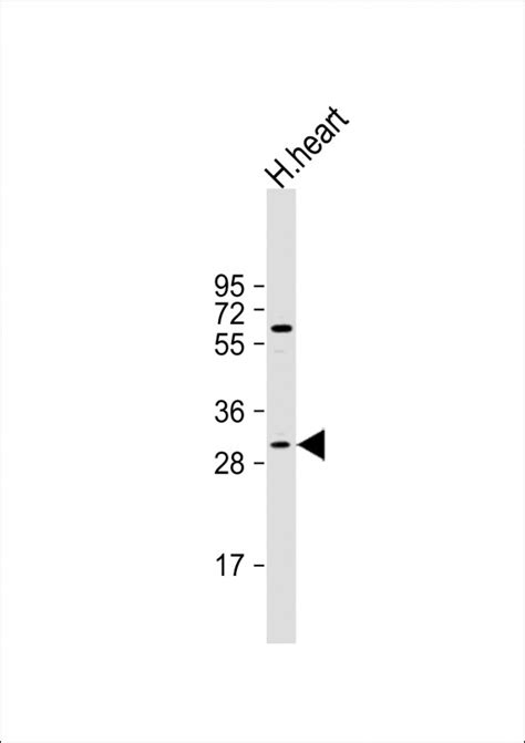 Rabbit Anti Mox Polyclonal Antibody N Term Absin